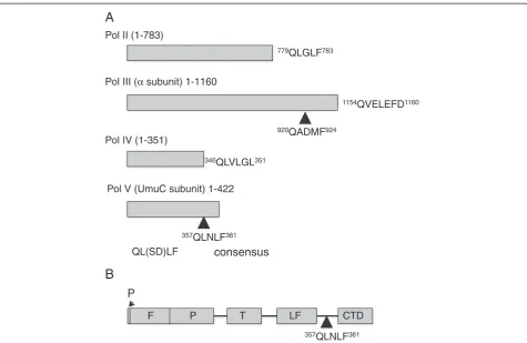 Figure 1 The β-clamp binding motifs. A. Schematic to show the relative positions and sequences of the β-clamp binding motifs in Pol II, PolIII, Pol IV and Pol V