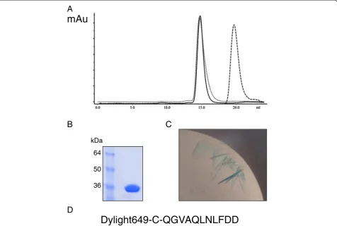 Figure 2 Production of β-clamp/UmuC peptide co-crystals. A. Size exclusion traces of β-clamp protein (unbroken), UmuC peptide (dashed)and complex (dotted), showing the expected shift in elution volume on complexation