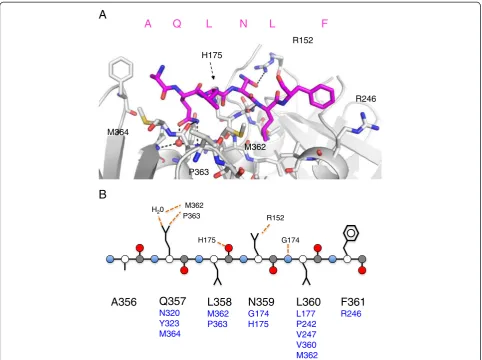 Figure 3 Interactions between the UmuC peptide andO (red) and N (blue) with side chains in line representation
