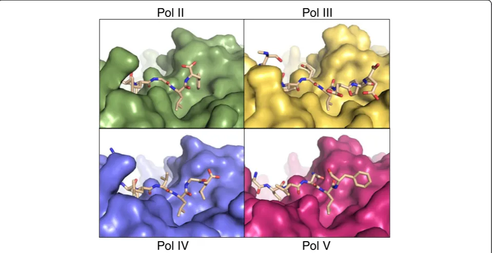 Figure 5 Comparison of the UmuC peptide with the Pol IIpeptide. Only a single amino acid change in observed between theβ-binding motifs