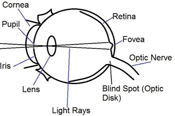 Figure 2.1 of detailing parts of the eye  