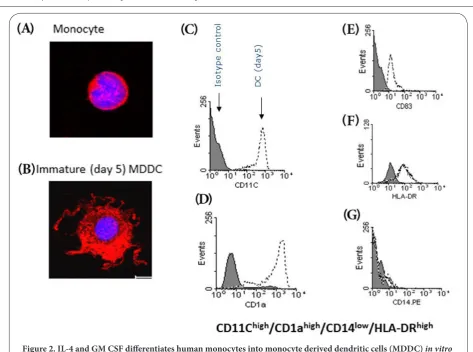 Figure 2. IL-4 and GM CSF differentiates human monocytes into monocyte derived dendritic cells (MDDC) in vitroAfter 5 days culture in IL-4 (10 ng/ml) and GM CSF (50 ng/ml) for 5 days, human monocytes (A) differentiate into immature MDDCs (B) which are larg