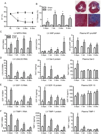Figure 1. Cardiac function, remodeling and biomarker expression after tLAD. (A) Percent ejection fraction (EF) after tLAD, as determined by MRI (N=8-10)