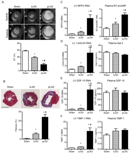 Figure 2. LVs after 8 weeks follow up are shown (upper panel). Cardiac function, remodeling and biomarker expression 8 weeks after tLAD and pLAD