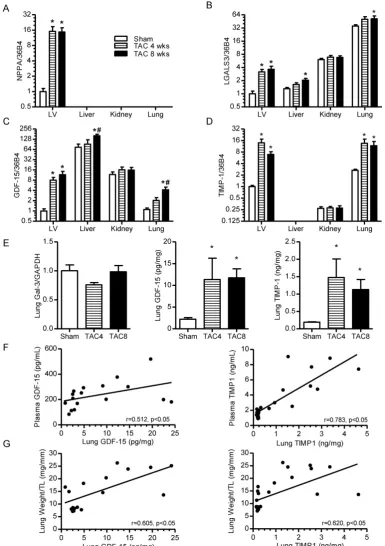 Figure 4. Biomarker gene expression in different organs post-TAC and lung-associated protein levels