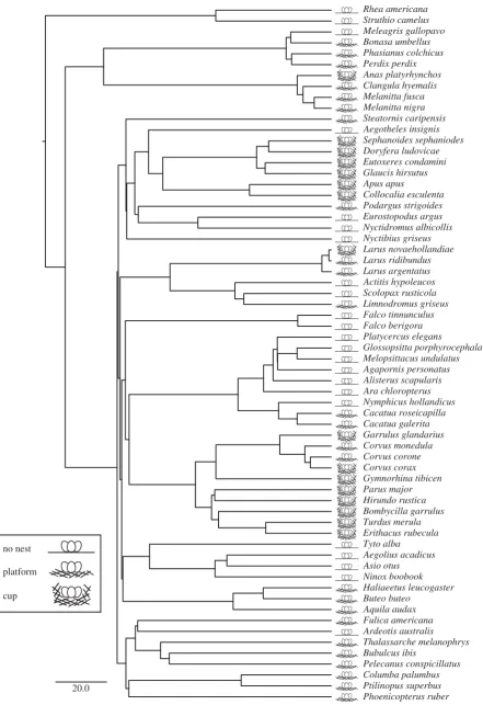 Figure 1. Sample phylogeny of bird species included in regression analysis and species-typical nest structure classification