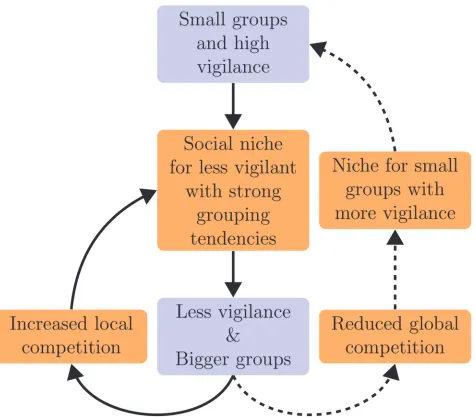 Figure 5. Eco-evolutionary interactions of vigilance and group size in phase III. Relatively small groups with high vigilance evolve after phase II, but thisgenerates a niche for less vigilant foragers