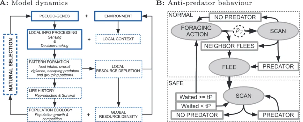 Figure 1. Summary of model dynamics and anti-predator behavior. A) Model dynamics. Solid boxes indicate model aspects that are implemented,differential reproduction and survival, natural selection emerges