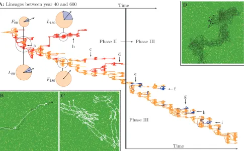 Figure 3. Lineages and behavior in phase II and III. A: Lineages between year 40 (top left) and 600 (bottom right), with the transition from phase II to III(crossing thick vertical line, year 320)