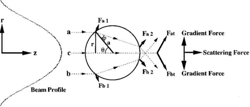 Fig. 9: Ray-optics model applied to optical chromatography. The parameters Fa1 and Fa2 are the radiation forces generated by refractions of beam a, and Fb1 and Fb2 are the radiation forces generated by refractions of beam b