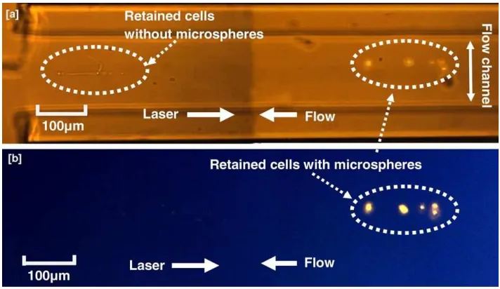 Fig. 20: Separation of HEK cells incubated with red fluorescing polystyrene microspheres