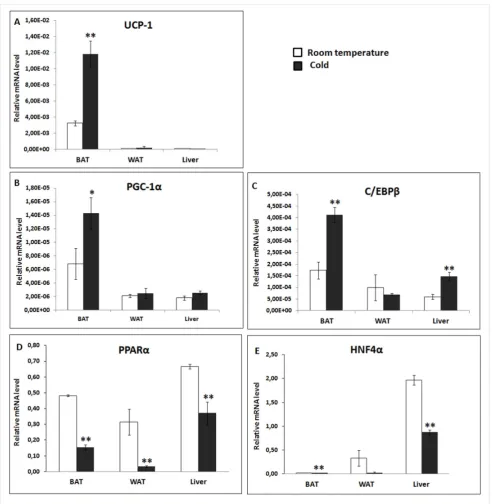 Figure 1. Expression of (A) UCP1, (B) PGC-1a(cold). Tissue samples were collected, mRNA prepared and analyzed by qRT-PCR