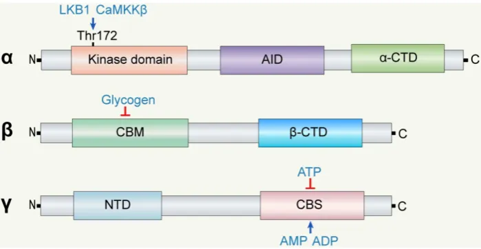 Fig. 1. Structure of AMPK subunits. AMPK is a heterotrimeric complex of and functions as the ‘bridge’ between the α, β, and γ subunits