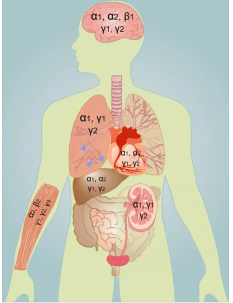 Fig. 2. Expression of different subunits of AMPK in human organs. AMPK is widely but distinctly distributed in different tissues and organs
