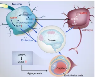 Fig. 4. Protective actions of AMPK in the NVU under ischemic stroke. NVU is composed of neurons, astrocytes, endothelial cells, microvessels, basal membrane, and ECM