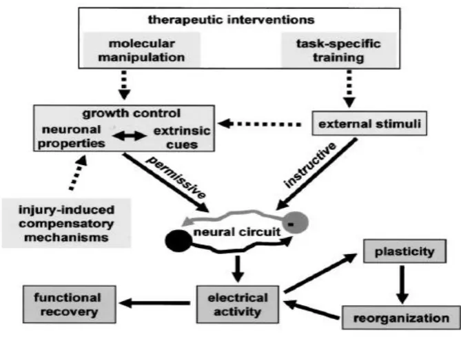 Figure 2.1: Interaction between growth control mechanisms and environmental stimuli during physiological plasticity and repair