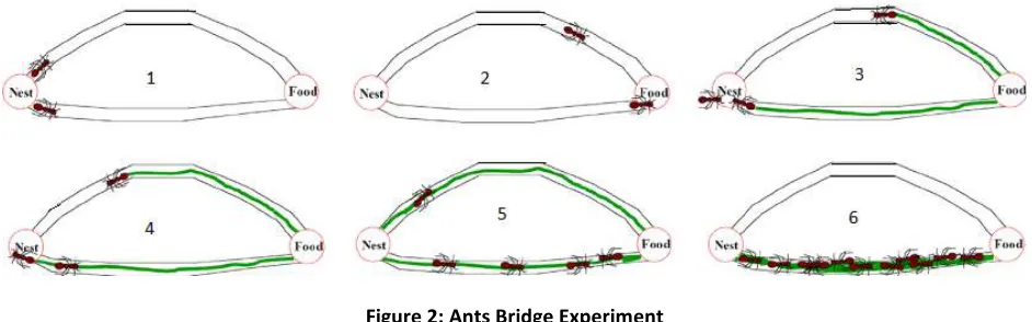 Figure 2: Ants Bridge Experiment 