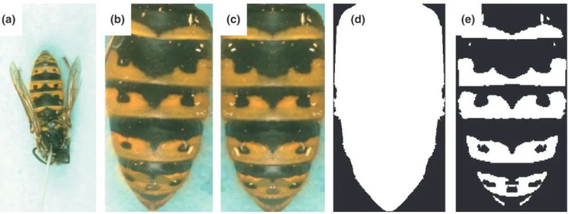 Fig. 1. Image preprocessing. (a) An original image. (b) Rotated and cropped. (c) Symmetry detected and image made symmetrical (this step is optional)