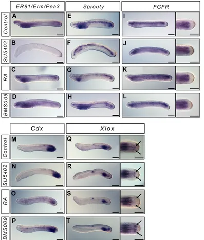 Fig 3. FGF and RA signals do not cross-talk during posterior elongation. Expression of the FGF signalling pathway genes ER81/Erm/Pea3, Sprouty,FGFR, and of the ParaHox genes Cdx and Xlox in L1 control embryos (A, E, I, M, Q), and in embryos treated at the 