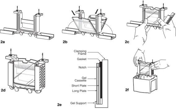 Fig. 2. Assembling the Mini-PROTEAN Tetra Cell Electrphoresis Module.