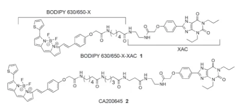 Fig. 1Previously reported ﬂuorescent adenosine receptor ligands 121 and 2.4