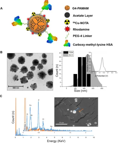 Figure 1. Physicochemical characterization of RAGE-targeted nanoparticles.measurements