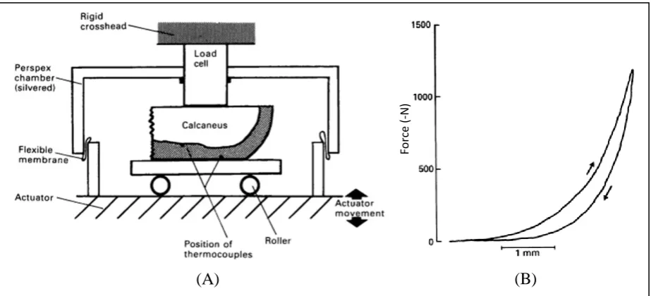 Figure ‎2.13: The human heel pad under compression: (A) Experimental arrangement for the heel pad compression test; (B) A typical load-displacement record