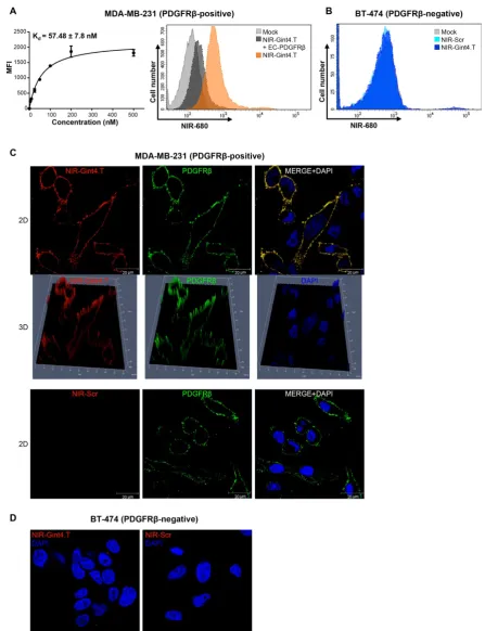 Figure 5. NIR-Gint4.T aptamer specifically binds to human PDGFRβMDA-MB-231 cells for calculation of the apparent Kconstant; MFI: mean fluorescence intensity; NIR: near-infrared; PDGFR-positive TNBC cells