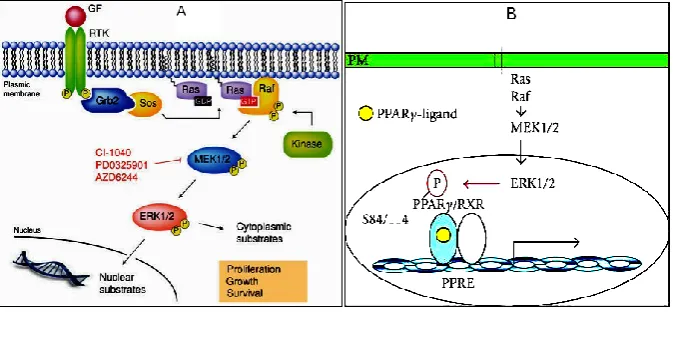 Figure I Ras-Raf-MEK-ERK (RAS/MAPK) pathwayA 4. B: Upstream and  5
