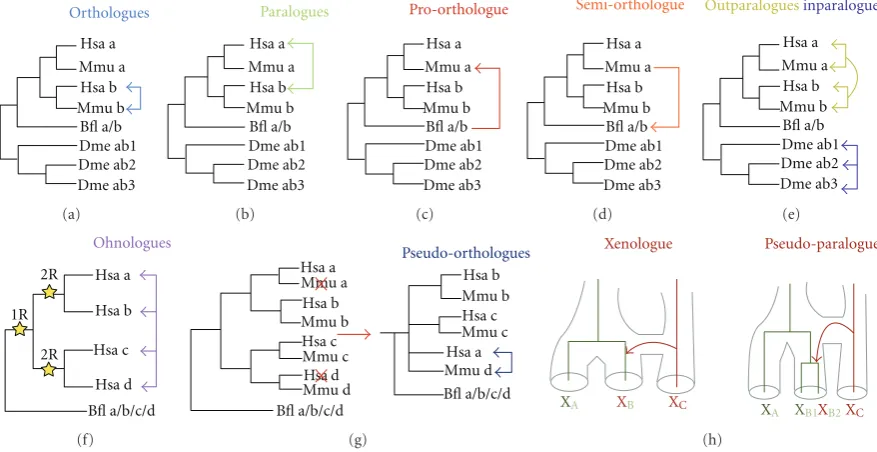 Figure 1: Overview of the current terminology. The diBﬂ:arrows represent the outparalogous relationship in which human and mouse a genes are outparalogous to human and mouse b genes