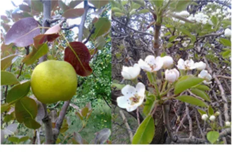 Figure 1 Flowering and fruiting some native pear trees 