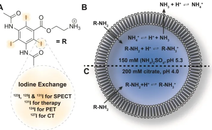 Figure 1. Remote loading of the amino diatrizoic acid (ADA) imaging agent citrate-based therapy, PET and CT are outlined