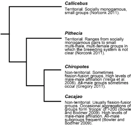 Fig. 5 Phylogeny and social system in the Pitheciidae. Using phylogeny of Perelman et al
