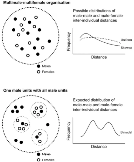 Fig. 1 Expected distribution patterns for nearest neighbor distances in multimalemale units in–multifemale and one- Cacajao calvus ucayalii.