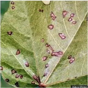 Fig 1: leaf disease in cotton plant 