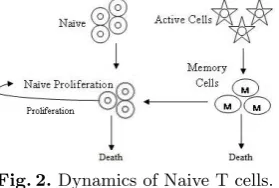 Fig. 2. Dynamics of Naive T cells.