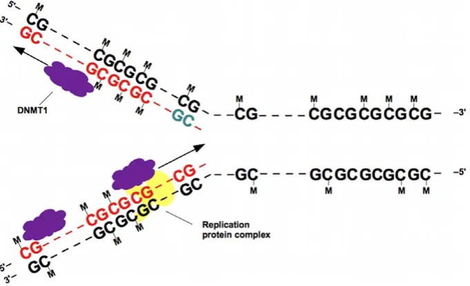 Figure 1. Model for processivity of methyltransferase DNMT1 following DNA replication