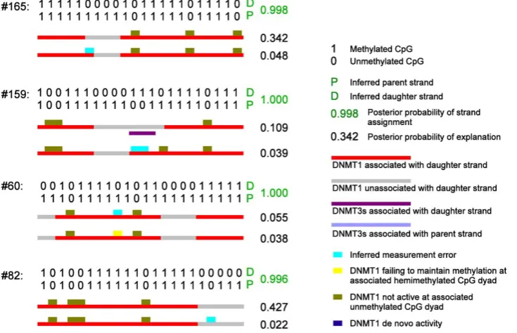 Figure 2. Four most informative FMR1possible states and activities of the methyltransferases