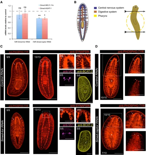 Figure 5. Smed-tor and Smed-raptor show similar levels of neoblast progeny as controls and are able to differentiate structures at