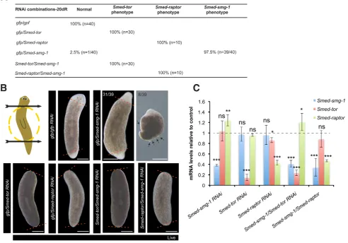 Figure 6. mTORC1 is necessary for Smed-smg-1control animals. Scale bars indicate 300asterisk) or P RNAi phenotype