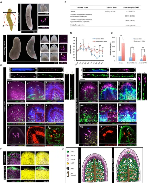Figure 2. Smed-smg-1amputation performed in the experiment (arrows) and highlights the trunk piece (dotted red circle), which was kept to follow anterior and posteriorregeneration in all the experiments