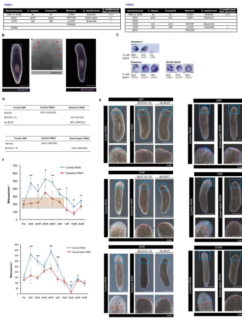 Figure 4. Smed-torcomponents of mTORC1 and mTORC2 found in and Smed-raptor are necessary for the response to injury and blastema growth