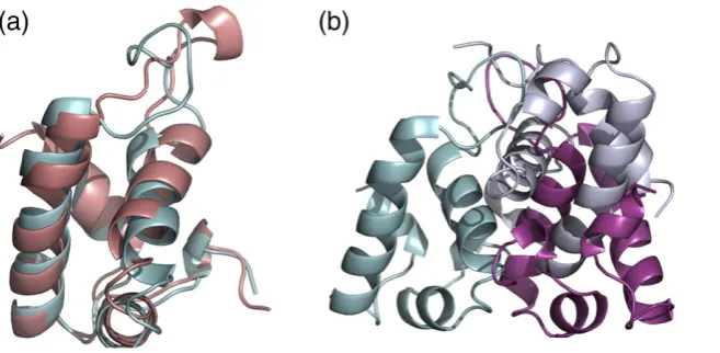 Fig. 1. The structure of HdeB. (a)The structure of HdeB (cyan) super-