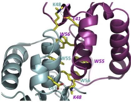 Fig. 2. Salt bridges and tryptophan cluster at the HdeBdimer interface. The dimer interface has a cluster of fourtryptophan residues (W55 and W56 from each subunit).The two intermolecular salt bridges (K48 and E41) areshown