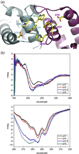 Fig. 4. The internal salt bridgeswithin HdeB. (a) In each monomer,a salt bridge between D76 and H59is present