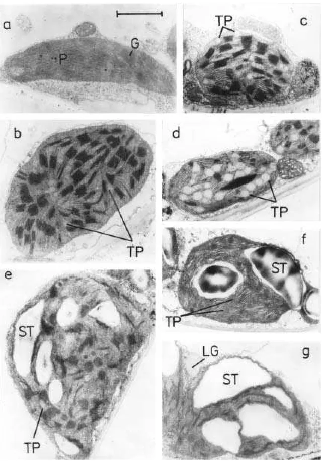 Figure 2. TEM micrographs of the chloroplasts from the control barley leaf (a) and from the leaf segments senescing in darkness (b, c, d – the 3 rd , 4 th and 5 th day) or in continuous white light (e, f, g – the 3 rd , 4 th and 5 th day)