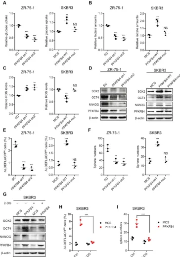 Figure 4. PFKFB4 enhances stem cell-like characteristics of breast cancer cells via up-regulation of glycolysis