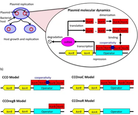 Figure 1. Model representation. (a) Multi-scale stochastic model of gene regulation of the RK2 central control operon