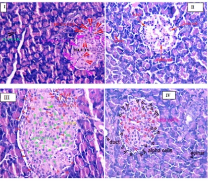 Fig 3  Islets of pancreas after 60 days of treatment:H&E:X400: I (Control group)-normal round islets with 