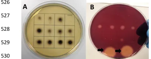 Figure 34 (A) An esculin hydrate plate assay demonstrating the β-glucosidase activity of 